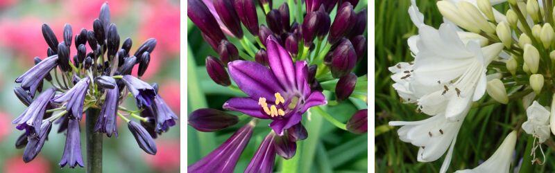 artic star - black magic - black jack