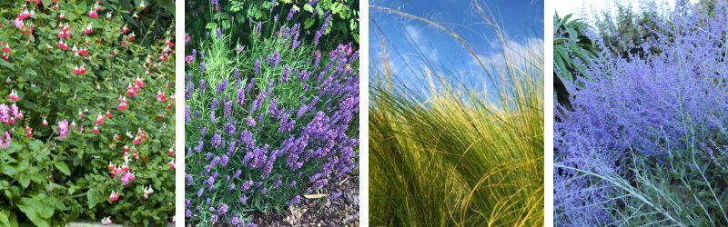 association agapanthe