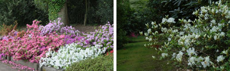 azalee en jardin (1)