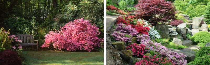 azalee en jardin (2)