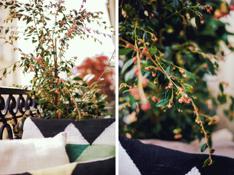 balcon au soleil (6)