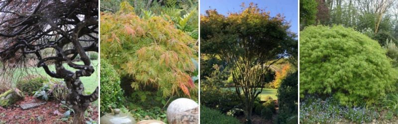 Tout sur l’Érable du Japon : Où ? Quand ? Comment le planter ? 6 - Roué Pépinières bandeau erable