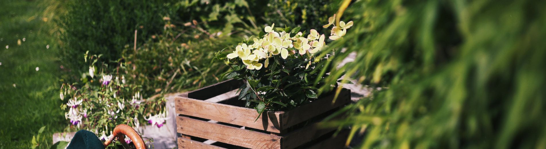 bandeau tout sur hortensia