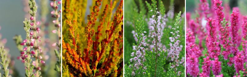 bruyere a floraison dete