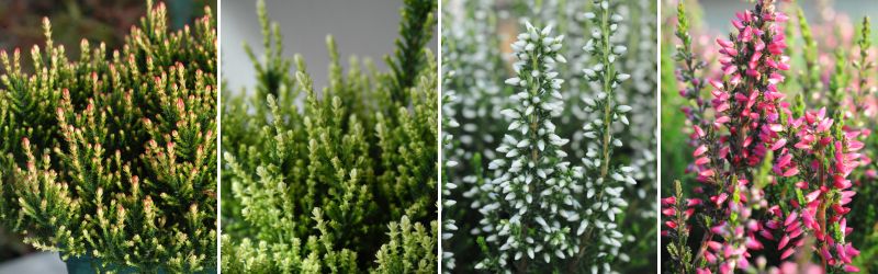 calluna