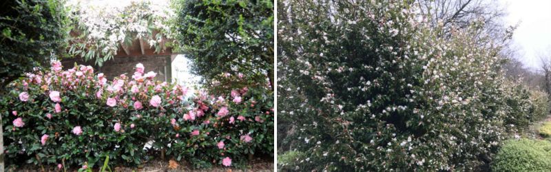 camelia en haie roue