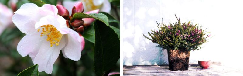 Les plantes de terre de bruyère 3 - Roué Pépinières camelia et bruyere