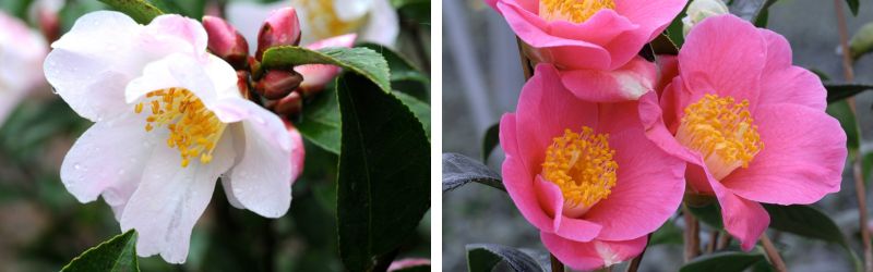 camelia fairy - red candle