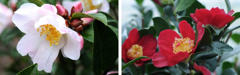 camelia festival