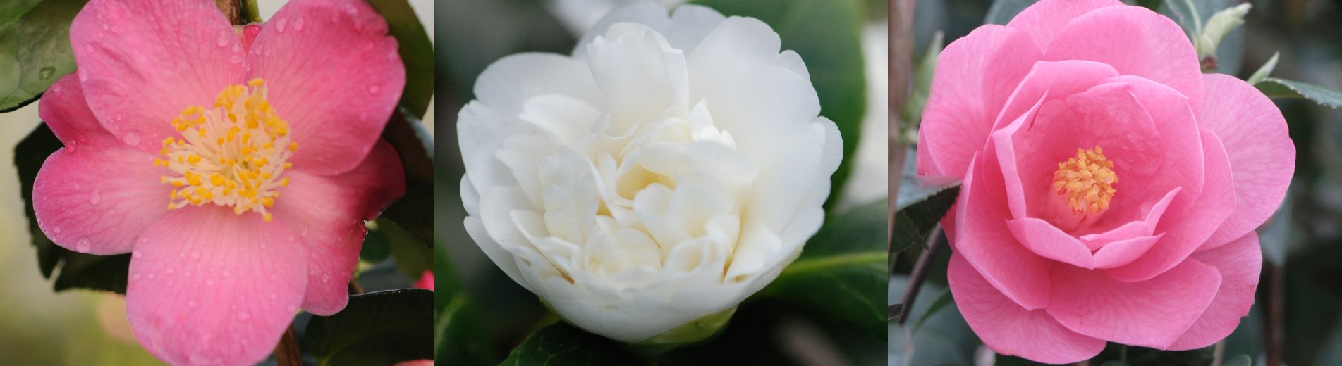 camelia fleur simple