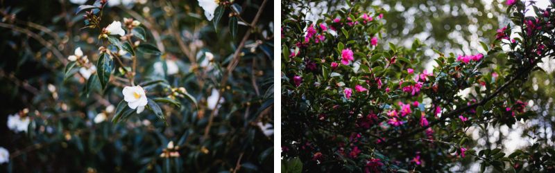 Portrait de Marie Té et Jean-Yves Roué, voyage au cœur des plantes… 11 - Roué Pépinières camelia jardin