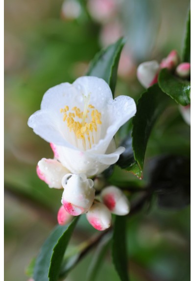 camelia-transnokoensis