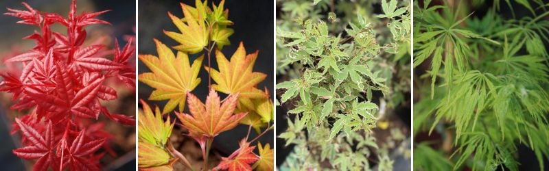 Tout sur l’Érable du Japon : Où ? Quand ? Comment le planter ? 13 - Roué Pépinières collection erable