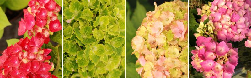 collection hortensia-1