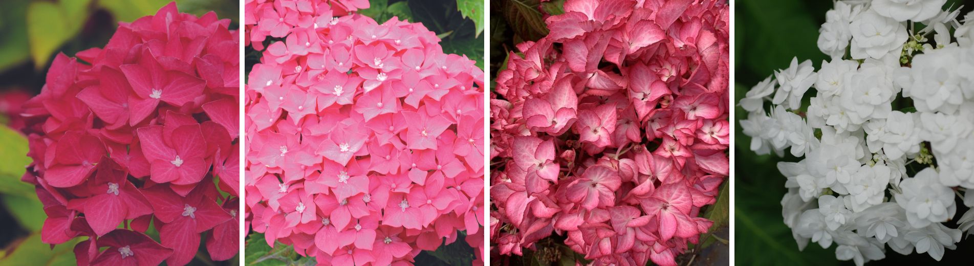 collection hortensia-2