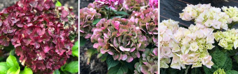 collection rembrandt