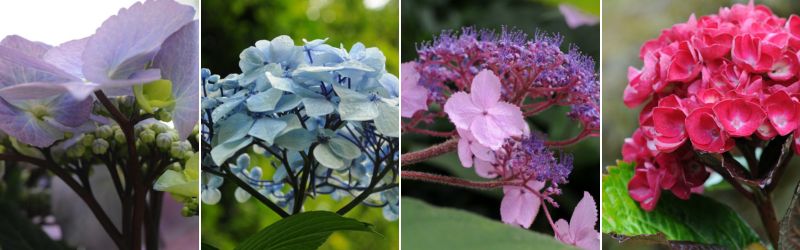differents hortensias