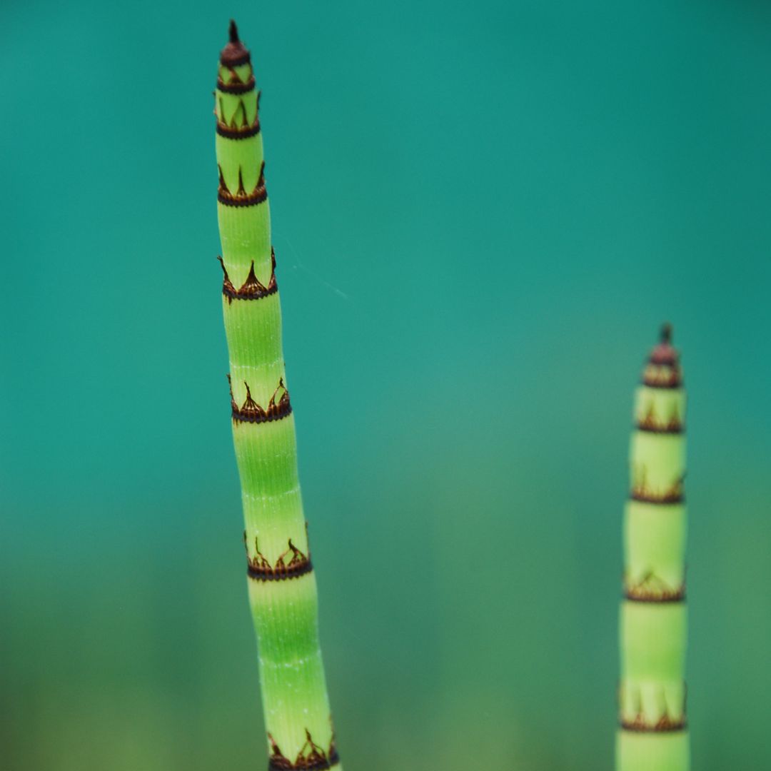 equisetum-japonicum
