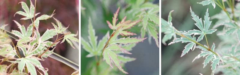 erable acer butterfly