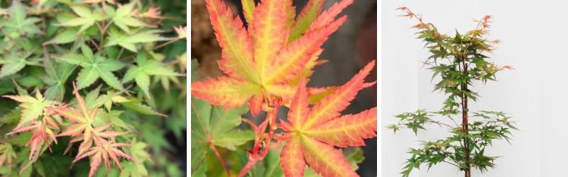 erable peve chameleon