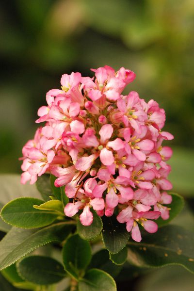 escallonia