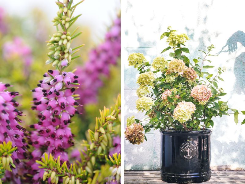 eva gold et little lime