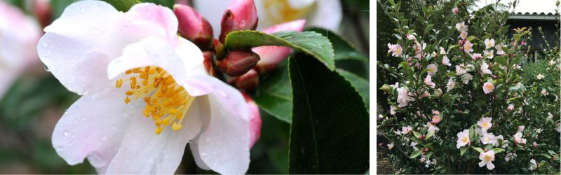 fairy blush roue pepinieres