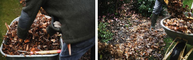 Les plantes de terre de bruyère 4 - Roué Pépinières feuilles morte