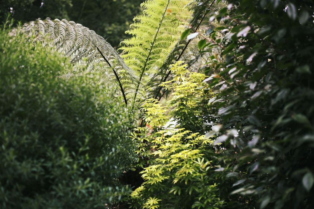 fougère-arbustive-en-jardin-imfg-82-1