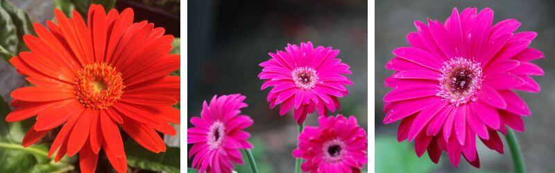 gerbera (1)