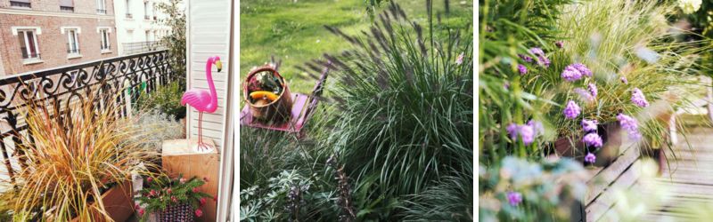 graminee pour jardin