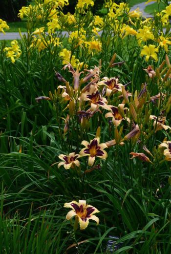 hemerocalles_roue_pepinieres-6