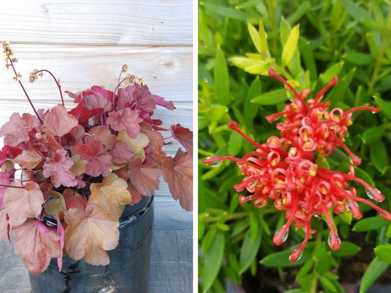 heuchere et grevillea