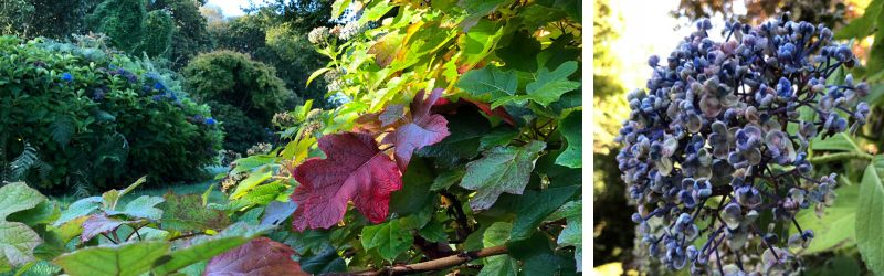 Portrait de Marie Té et Jean-Yves Roué, voyage au cœur des plantes… 13 - Roué Pépinières hotensias