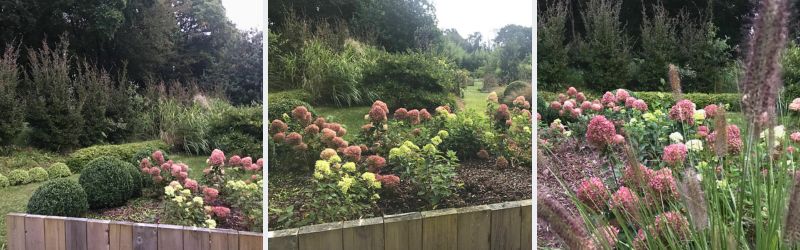 hydrangea jardin thomas little lime