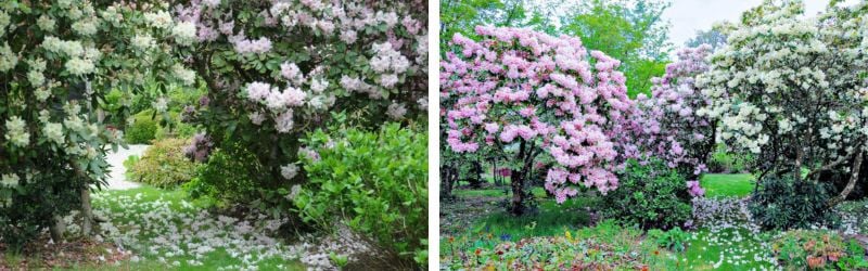 jardin plouigneau (2)