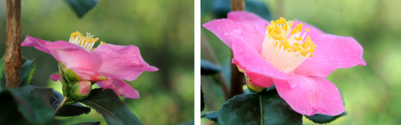 koto no kaori roue pepinieres