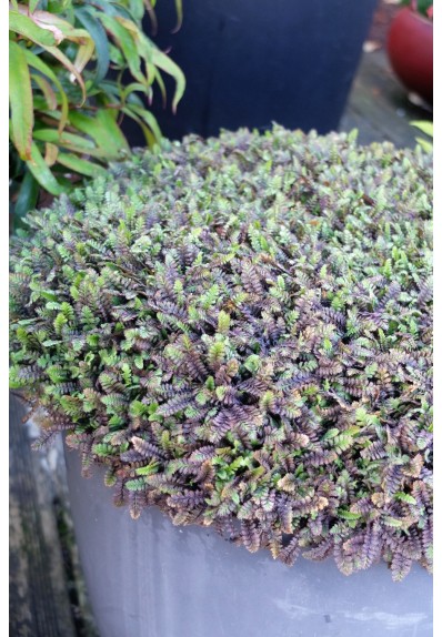 leptinella-squalida-platts-black