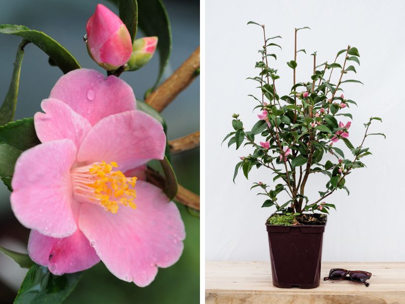 minato no akebono roue