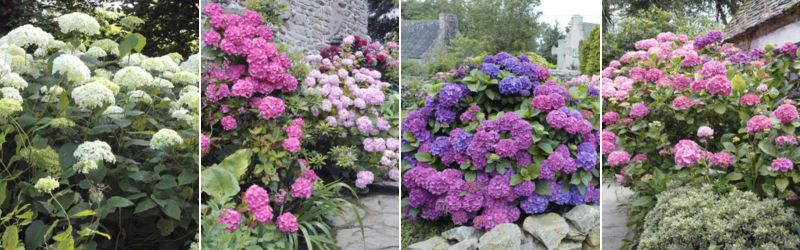 montage hortensia