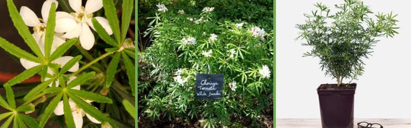 montage pour article blog (1)