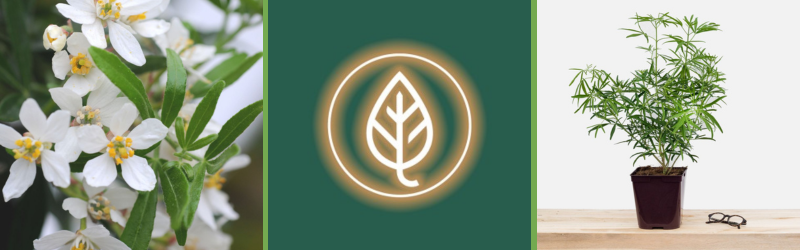 montage pour article blog (2)