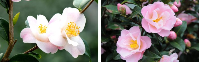 montage pour article blog (41)