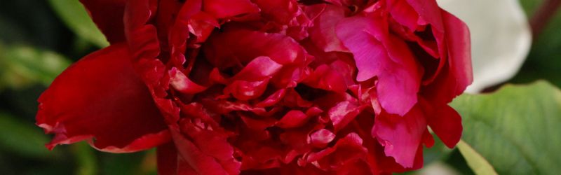 montage pour article blog