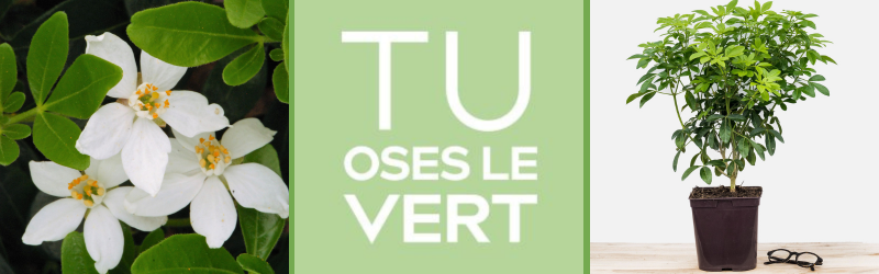 montage pour article blog