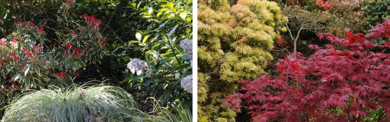 pieris en jardin bis