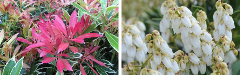 Les plantes de terre de bruyère 2 - Roué Pépinières pieris-1