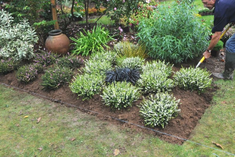 plantation-de-bruyère-en-jardin