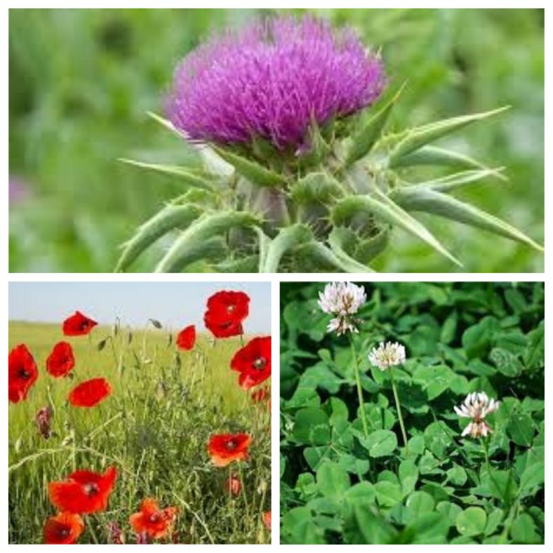 plantes-sols-calcaires