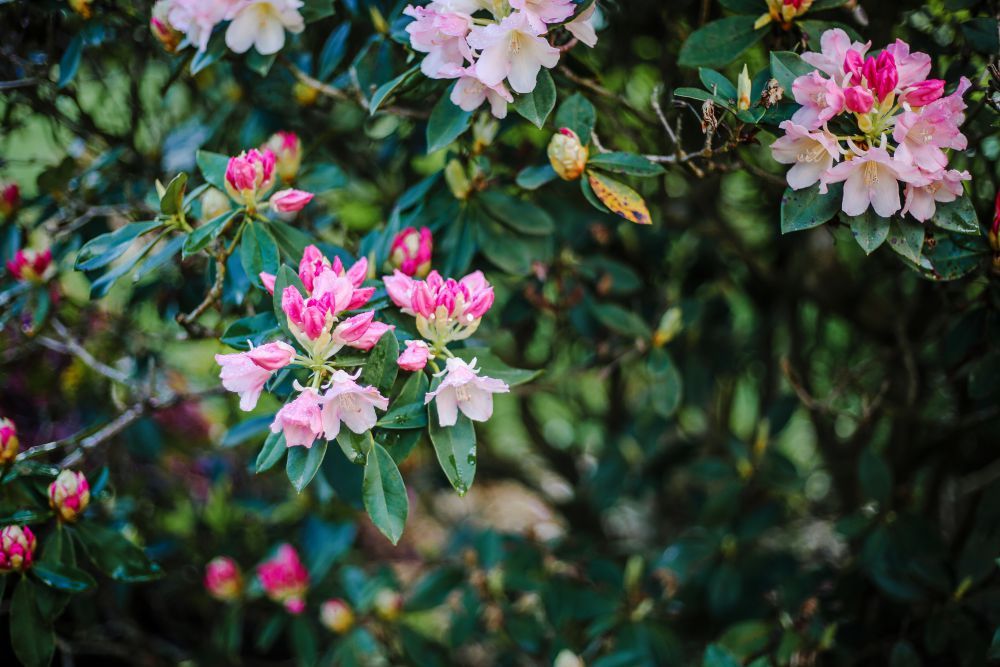 printemps-imfg-19-25